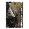 Kruger Series: Tusk