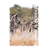 Série Kruger : Nouvelles bandes
