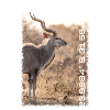 Kruger Series: Swirl