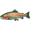 Ørredfiskeri Regnbueørred Fluefiskeri