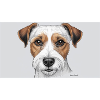 Parson Russel Terrier