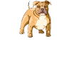 Pitbull Mama Pitbull Mama Hund