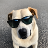 Dog with sunglasses