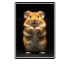 Hamster