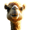 Kamel Dromedar Trampeltier Camel Geschenk Kamele
