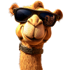 Kamel Dromedar Trampeltier Camel Geschenk Kamele