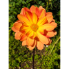 Dahlia (in german Dahlie) Dahlia