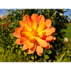 Dahlia (in german Dahlie) Dahlia