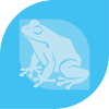 Frog croak