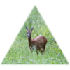 Deer in the tall grass