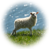 Young Iceland sheep on meadow