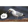 Moin Möwe