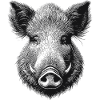 Wild boar