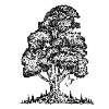 MJR - Black Tree