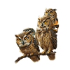 Owls