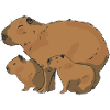 Capybara Family Capybara