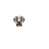 Ich liebe meinen Weimaraner