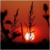 Silhouette of Grasses at Sunset