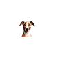 I love my whippet