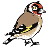 Goldfinch attitude