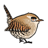 Wren attitude