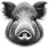 Wild boar