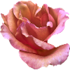 Zarte Rosenblüte Pastellrosa