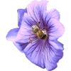 Violette Blüte mit Biene