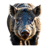 Wildschwein