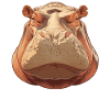 Nilpferd Flußpferd
