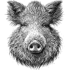 Wild boar