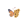 Butterfly and Sunflowers