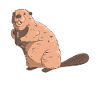 Cute Beaver Cartoon Kids