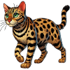 Bengal cat