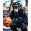 Schimpanse Basketball