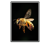 Bees Bee