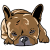 Bouledogue français chiot mignon