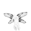 BMX Wings – Freestyle au paradis