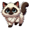 Ragdoll chat bébé