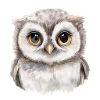 Baby Owl