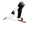 flying stork