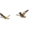 Kanadagänse im Flug Fotografie