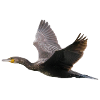 Kormoran im Flug