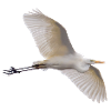 Silberreiher im Flug - Fotografie