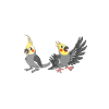 Cadeaux de calopsitte