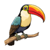 Toucan Bird Djungle Exotic Animals
