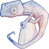 Chameleon