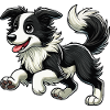 Border Collie zwr