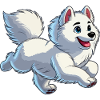 Samoyed young