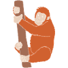 Orangutan